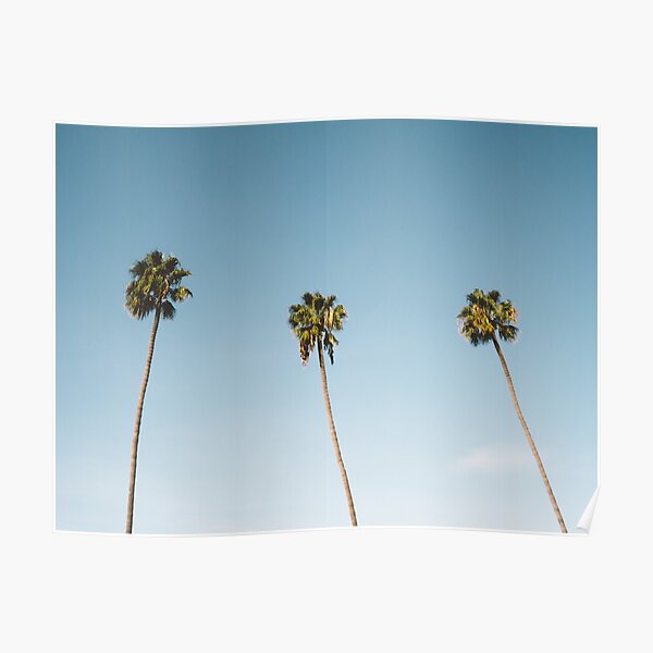 Three Palm Trees Blue Sky California Poster