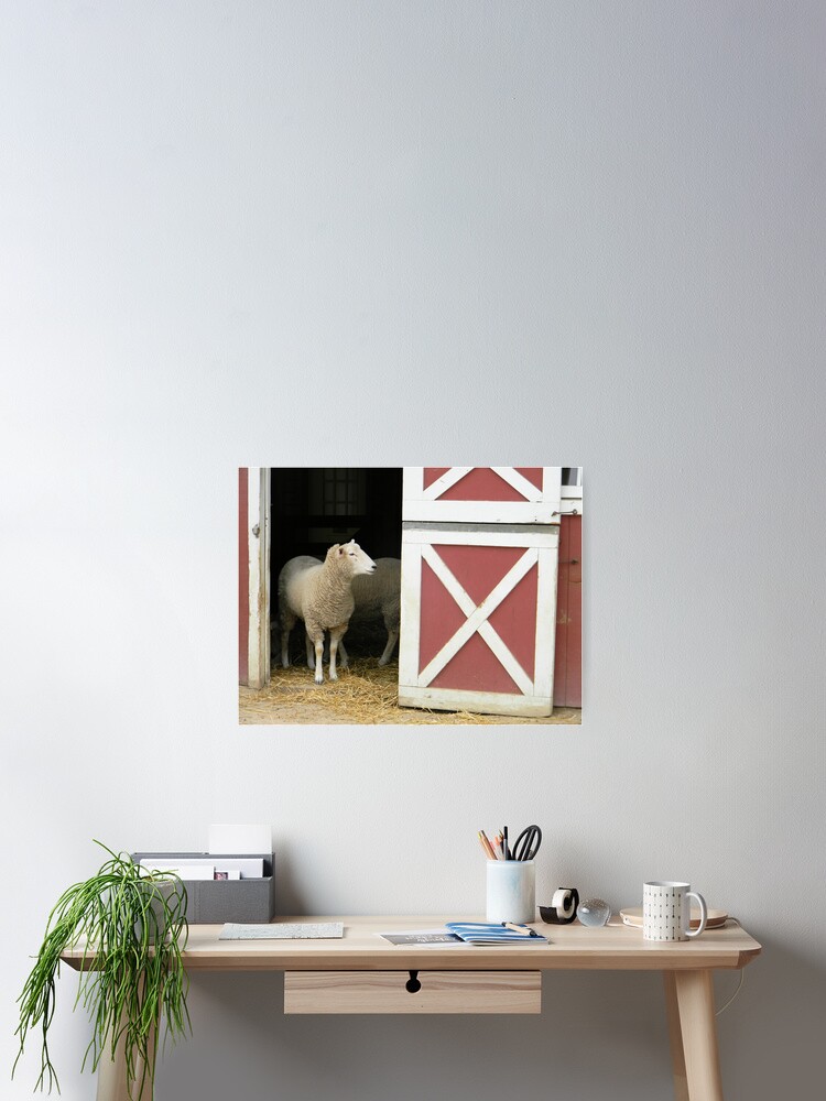 Thumbnail 2 of 3, Poster, Sheep designed and sold by gurineb.