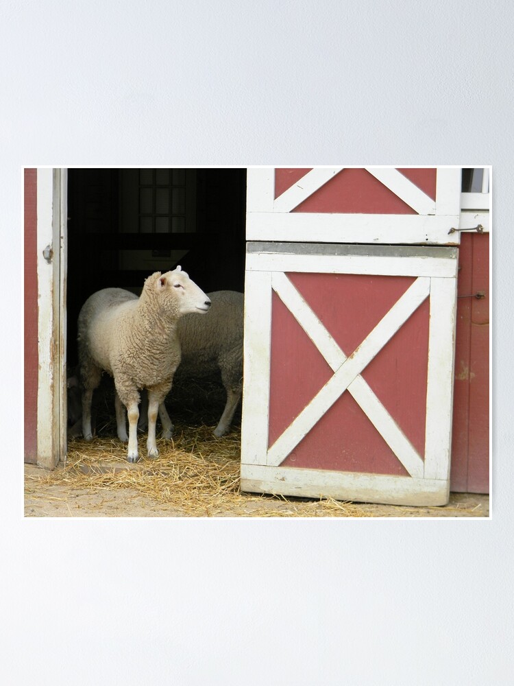 Thumbnail 1 of 3, Poster, Sheep designed and sold by gurineb.