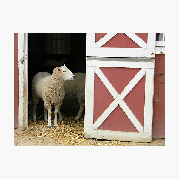 Item preview, Sheep designed and sold by Kathleen Brant.