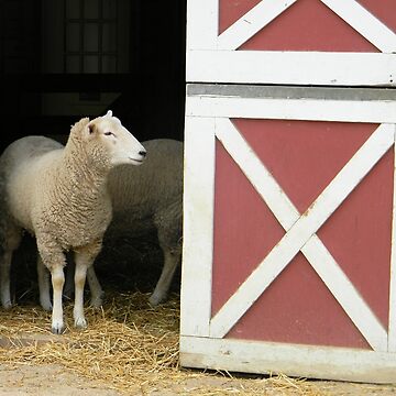 Artwork thumbnail, Sheep by Kathleen Brant