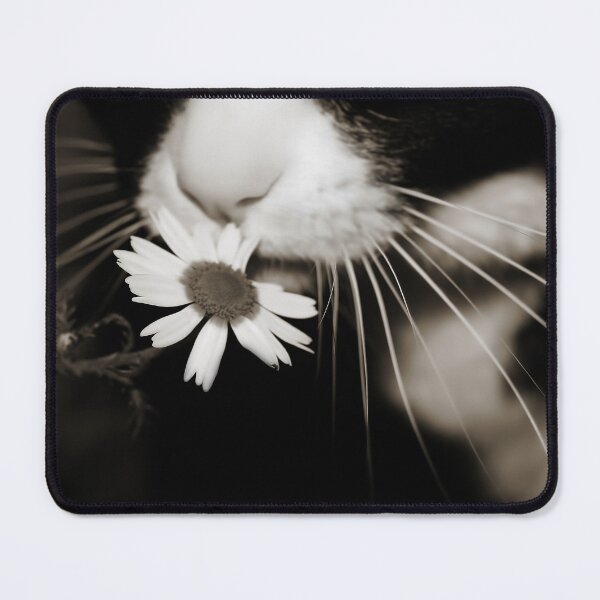 Item preview, Cat and daisy flower designed and sold by Ingrid Beddoes Photography.