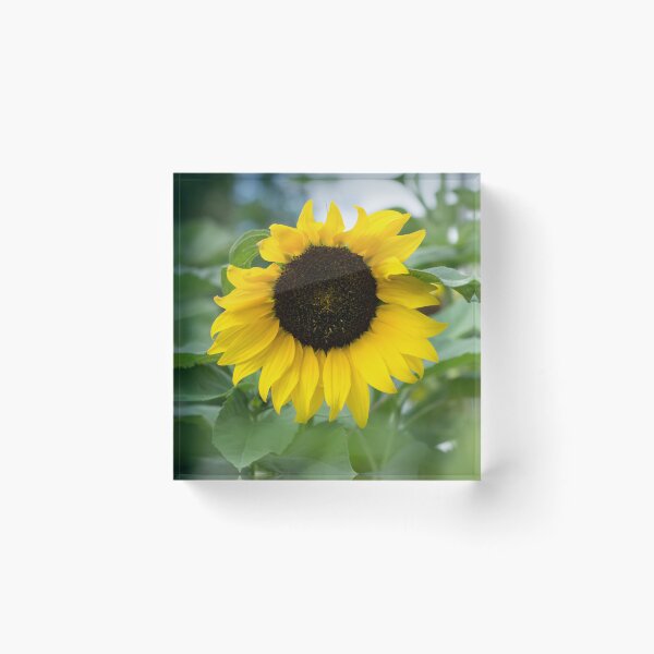 Item preview, One Splendid Sunflower - the Beautiful National Flower of Ukraine designed and sold by Georgia Mizuleva.