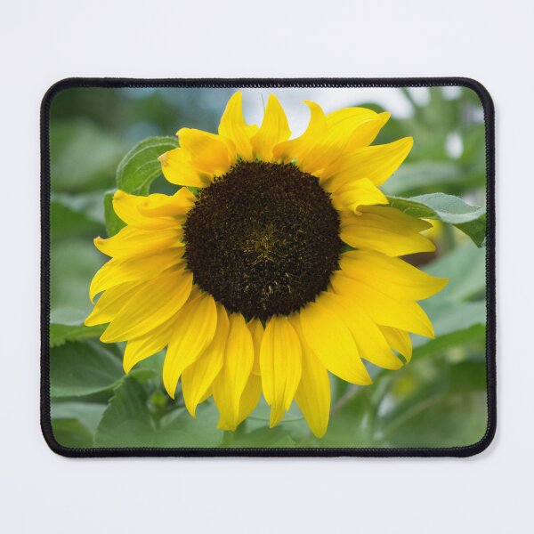 Item preview, One Splendid Sunflower - the Beautiful National Flower of Ukraine designed and sold by Georgia Mizuleva.