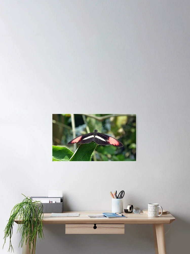 Thumbnail 2 of 3, Poster, Butterfly designed and sold by Rupprat.