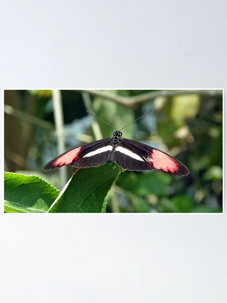 Thumbnail 1 of 3, Poster, Butterfly designed and sold by Rupprat.