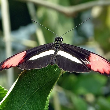 Artwork thumbnail, Butterfly by Rupprat