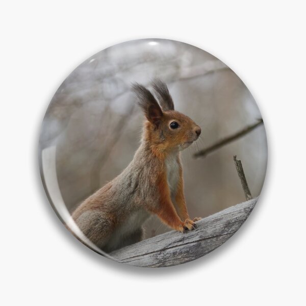 Item preview, Still in the winter colors. Red squirrel designed and sold by Jouko Lehto Photography.