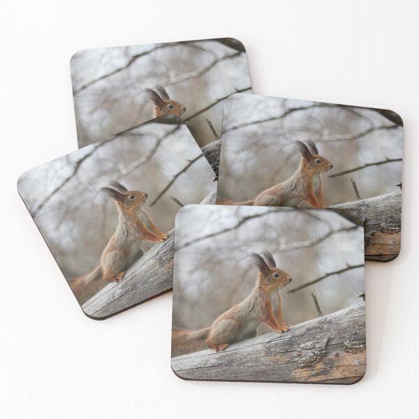 Item preview, Still in the winter colors. Red squirrel designed and sold by Jouko Lehto Photography.