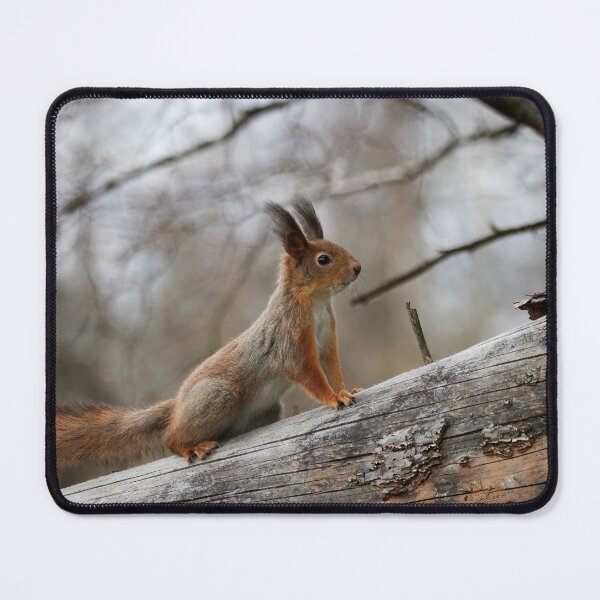 Item preview, Still in the winter colors. Red squirrel designed and sold by Jouko Lehto Photography.