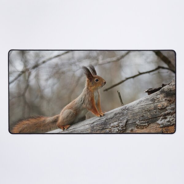 Item preview, Still in the winter colors. Red squirrel designed and sold by Jouko Lehto Photography.