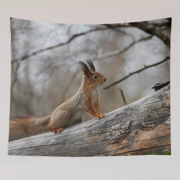Item preview, Still in the winter colors. Red squirrel designed and sold by Jouko Lehto Photography.