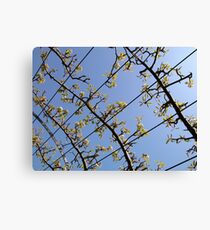 Trellis work Canvas Print