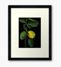 Lemon Branch Framed Print