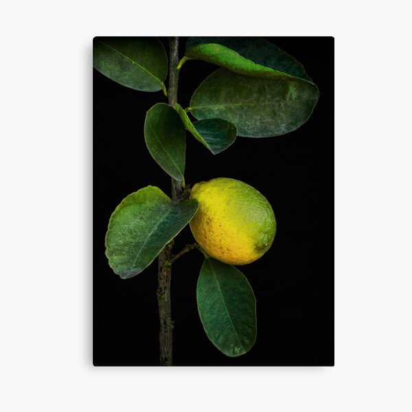 Lemon Branch Canvas Print
