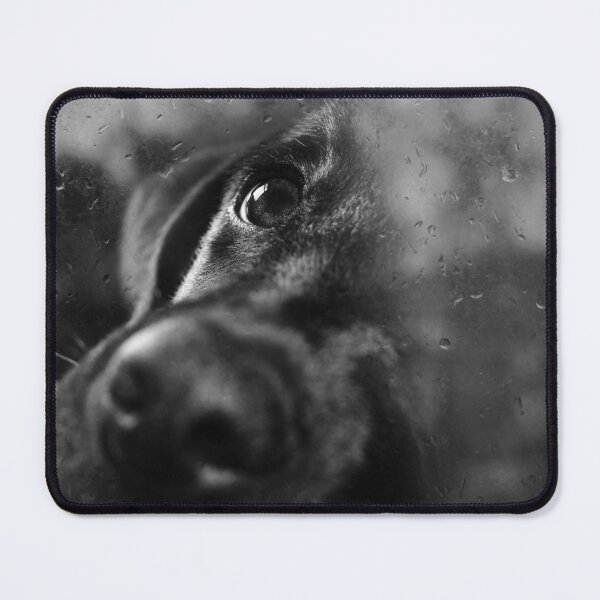 Item preview, Dog in the Window designed and sold by Ingrid Beddoes Photography.