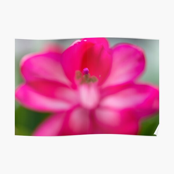 Pink Burst of Spring Poster