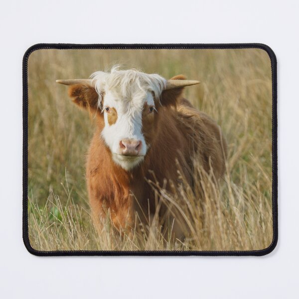 Item preview, White Head Highland Cow designed and sold by rawshutterbug.