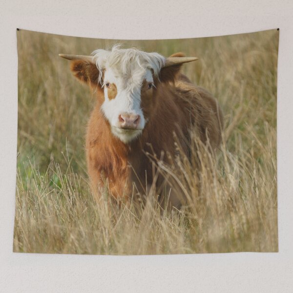 Item preview, White Head Highland Cow designed and sold by rawshutterbug.