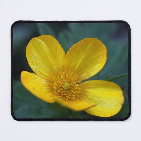 Item preview, Ranunculus lappaceus designed and sold by andrachne.