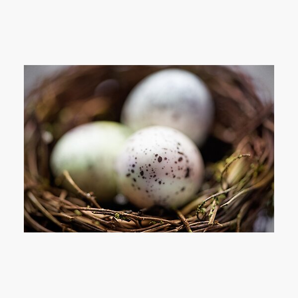 Beginnings Photographic Print