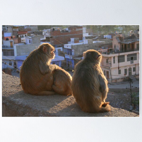 Item preview, Monkeys enjoying evening sun. Jaipur, India designed and sold by Thomas Entwistle.