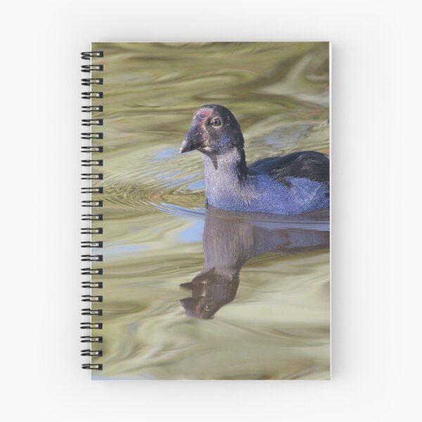 Item preview, Pukeko chick swimming designed and sold by suemack.