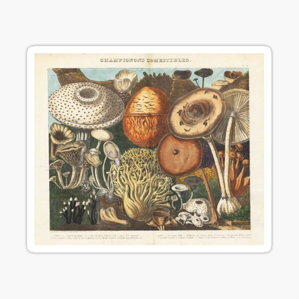 Item preview, Species of fungi vintage designed and sold by Vintage Designs +.