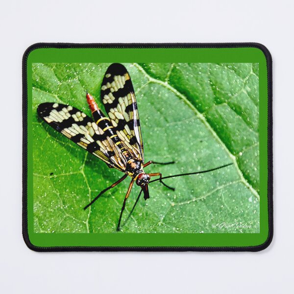 Item preview, Scorpion fly or Mecoptera macro. designed and sold by elGatCendrer.