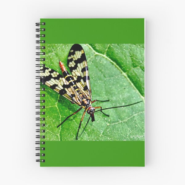 Item preview, Scorpion fly or Mecoptera macro. designed and sold by elGatCendrer.