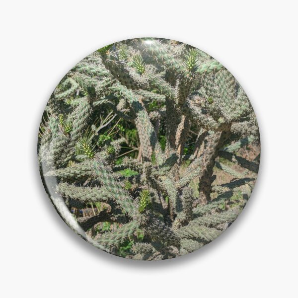 Artikelvorschau, Kaktus Cylindropuntia Acanthocarpa entworfen und verkauft von Shapes-Mania.