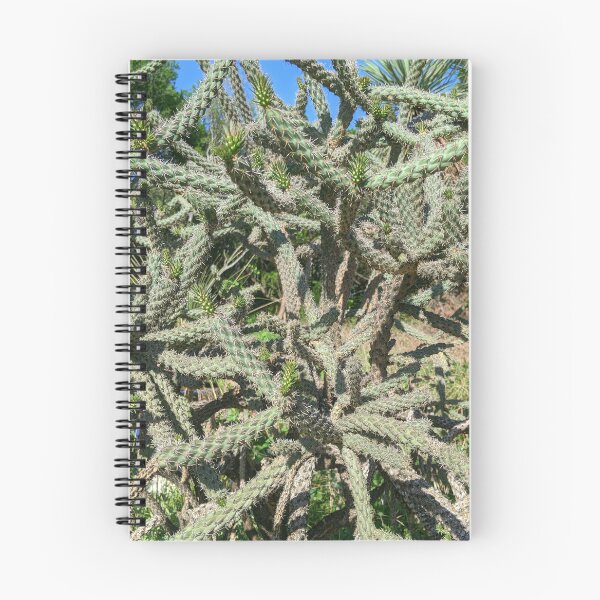 Item preview, Cactus Cylindropuntia Acanthocarpa designed and sold by Shapes-Mania.
