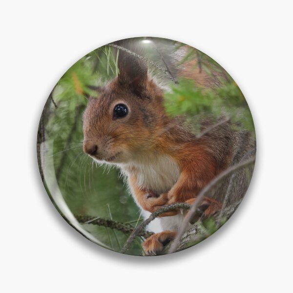 Item preview, You can't see me you know. Red squirrel designed and sold by Jouko Lehto Photography.