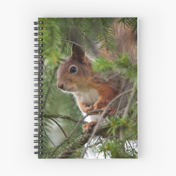 Item preview, You can't see me you know. Red squirrel designed and sold by Jouko Lehto Photography.