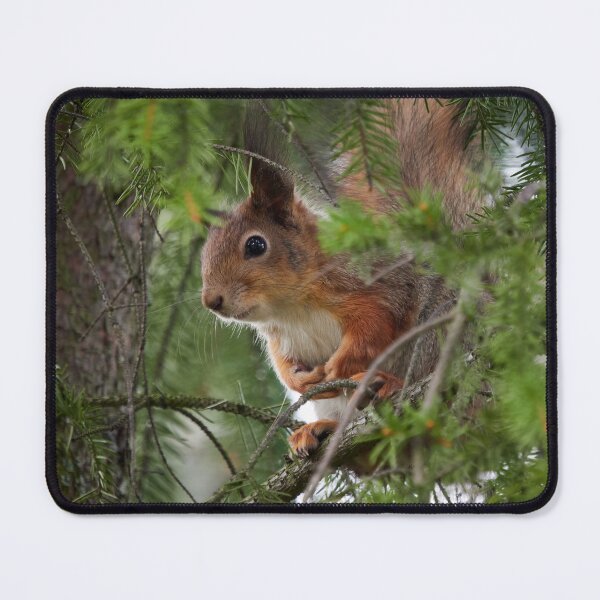 Item preview, You can't see me you know. Red squirrel designed and sold by Jouko Lehto Photography.