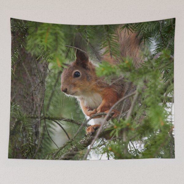 Item preview, You can't see me you know. Red squirrel designed and sold by Jouko Lehto Photography.