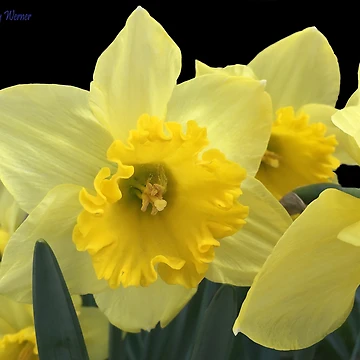 Artwork thumbnail, Spring by Holly Werner