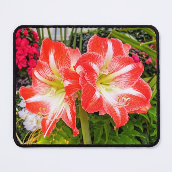 Item preview, Amaryllis - Hippeastrum Vittatum designed and sold by Shapes-Mania.