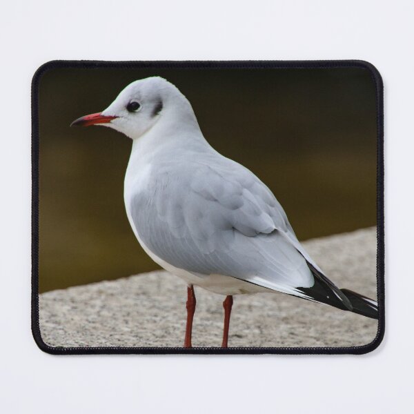 Item preview, young seagull designed and sold by Perggals© - Stacey Turner.