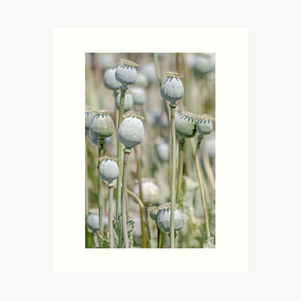 Poppy Harvest Art Print