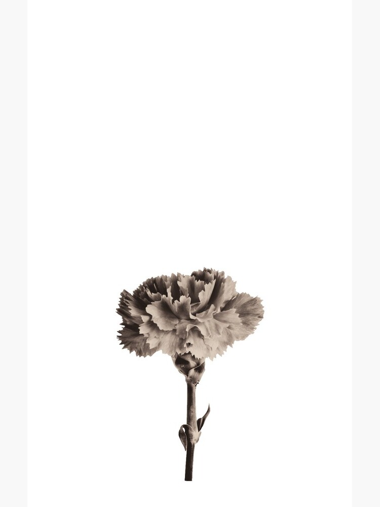 Antique Carnation by sadler2121