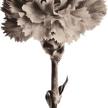 Artwork thumbnail, Antique Carnation by Sara Sadler