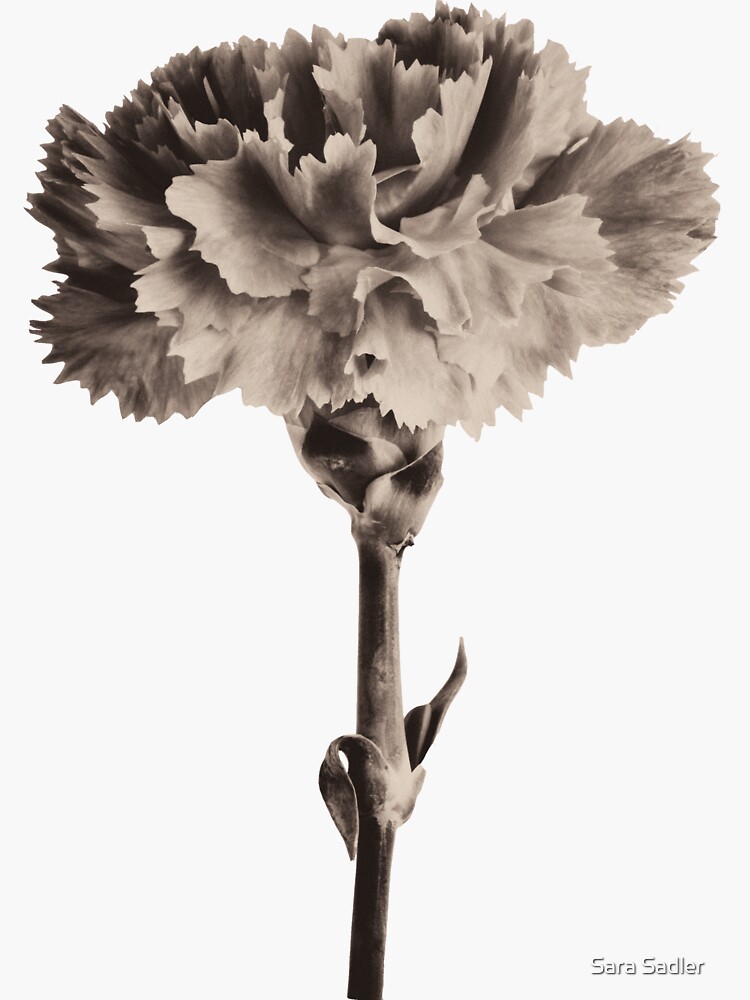 Thumbnail 3 of 3, Sticker, Antique Carnation designed and sold by sadler2121.