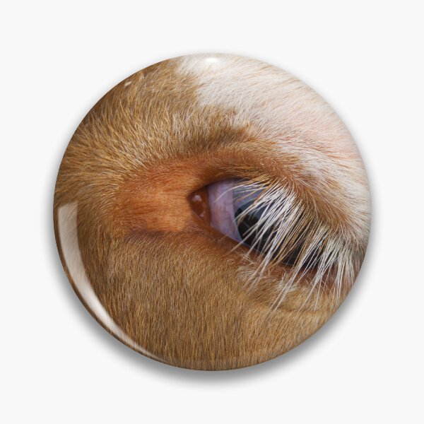 Item preview, Highland Cow's Eye designed and sold by rawshutterbug.