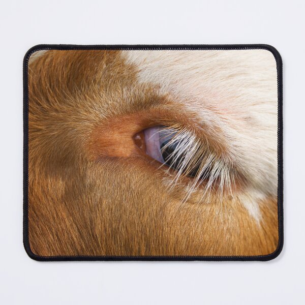 Item preview, Highland Cow's Eye designed and sold by rawshutterbug.