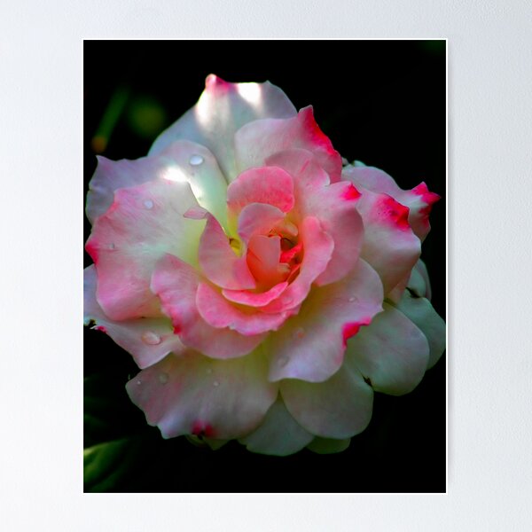 Item preview, Beautiful designed and sold by sholder.