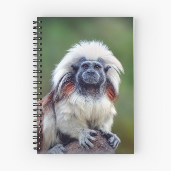 Item preview, Cotton Top Tamarin designed and sold by Savannah Gibbs.