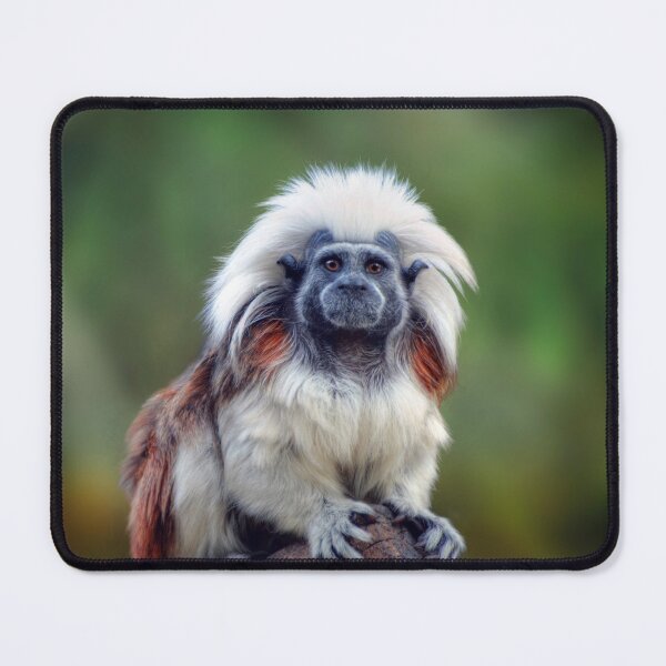 Item preview, Cotton Top Tamarin designed and sold by Savannah Gibbs.