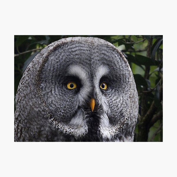 Item preview,  Phantom of the North designed and sold by Thea 65.