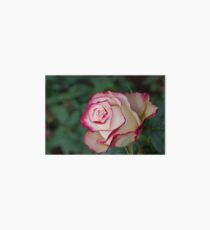 Ecuador. Rose from the Rose Plantation. Art Board